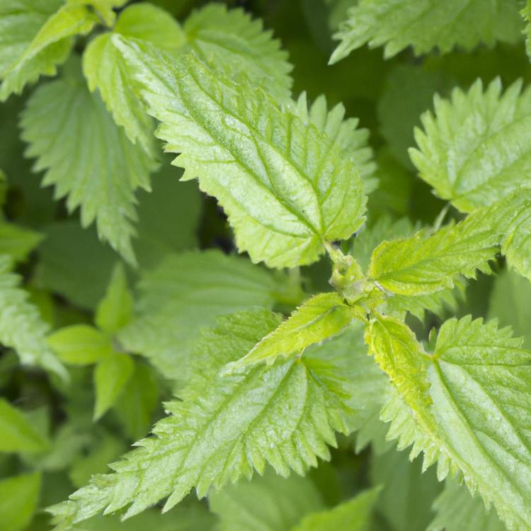 pokrzywa właściwości